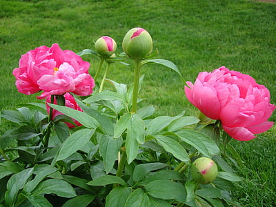 pink flowering plant thumbnail