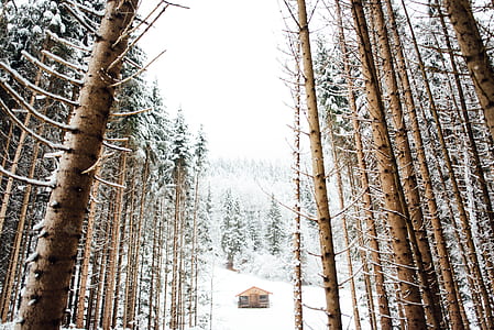 worm's-eye view photography of snow covered trees through brown wooden house thumbnail
