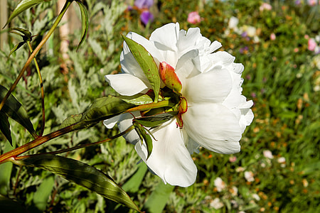 white flower thumbnail