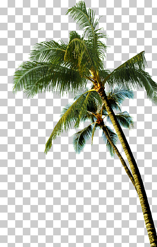 Coconut Asian palmyra palm Tree, coconut tree, green coconut tree PNG clipart