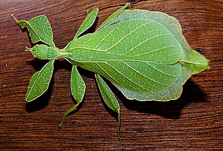 green leaf insect thumbnail
