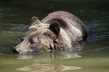 black bear on body of water thumbnail