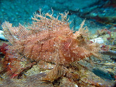 orange and brown fish thumbnail