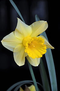 yellow daffodil flower thumbnail