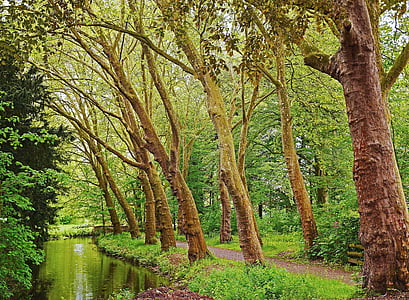 gray trees beside river thumbnail