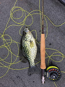 black and brown fishing rod beside fish thumbnail