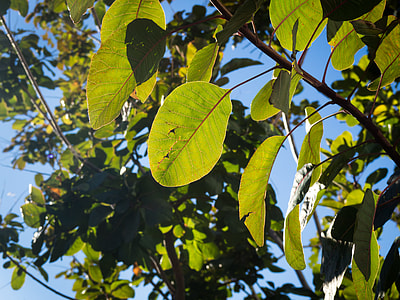 green leaf plant at daytime thumbnail