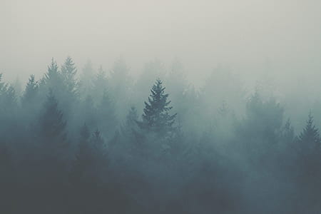 forest trees covered with fog thumbnail