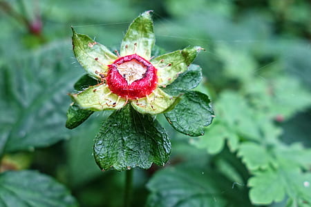 red and green petaled flower thumbnail
