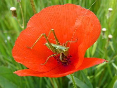 macro photography of green grasshopper on flower thumbnail