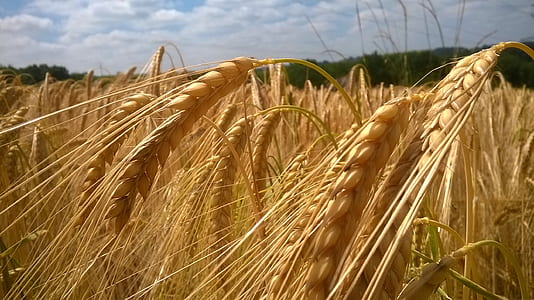 wheat field during daytime thumbnail