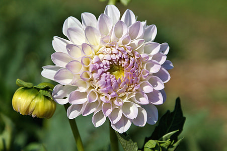white and purple dahlia flower thumbnail