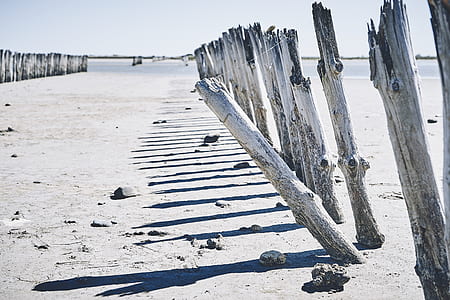 white tree trunk fence on sand during daytime thumbnail