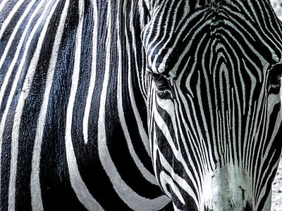 photography of zebra during daytime thumbnail
