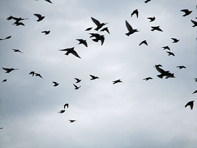 flight of bird thumbnail