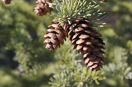 selective focus photography of brown pine cone thumbnail