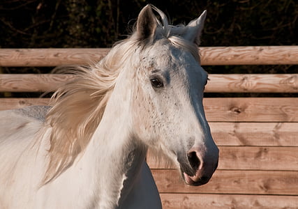 macro photography of white horse thumbnail