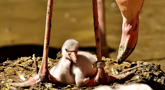 Flamingos, Chicks, Cute, Birds, water bird, colorful thumbnail