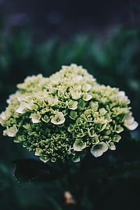 green flowers in shallow focus thumbnail