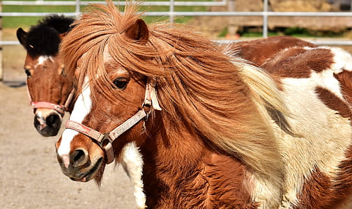 brown-and-white horses standing at daytime thumbnail