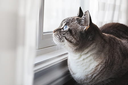 Blue-Eyed Cat Daydreams Photo thumbnail