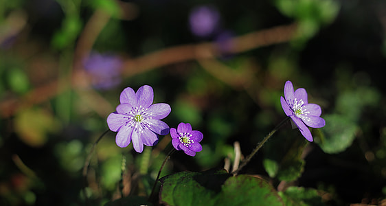 Hepatica, Hepatica Nobilis thumbnail