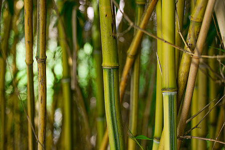 green bamboos in macro lens photography thumbnail
