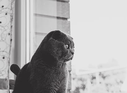 grayscale photography of cat near glass window thumbnail