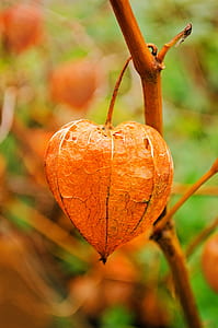 selective focus photography of physalis fruit thumbnail