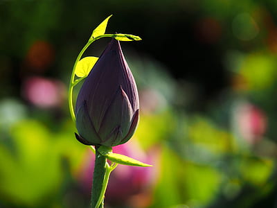 shallow focus photography of purple lotus flower bud thumbnail