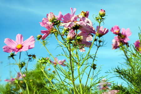selective focus photography of pink cosmos flower thumbnail
