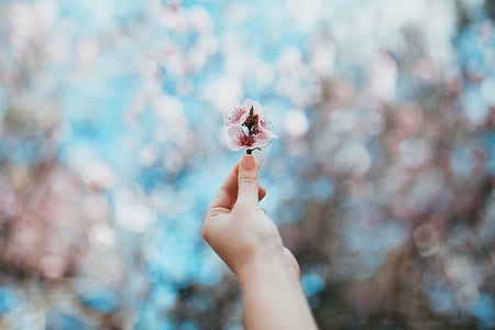 person holding pink cherry blossom flower thumbnail