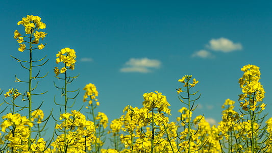 yellow rapeseed field at daytime thumbnail