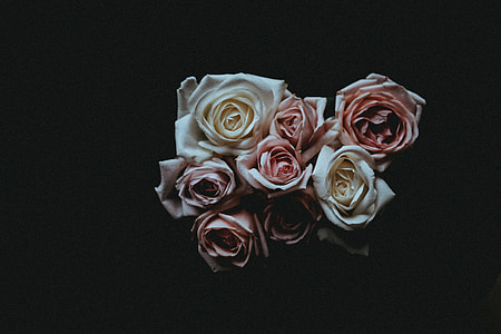white and pink roses thumbnail