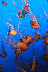 Macro photography of bunch of jellyfish thumbnail
