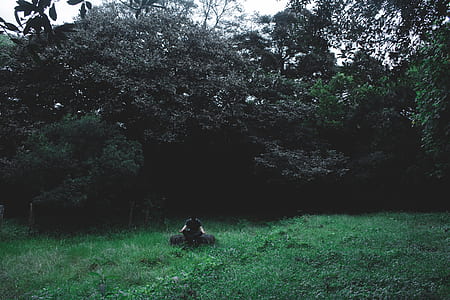 man wearing black shirt sitting on brown log surrounded by green trees thumbnail