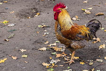 brown and black rooster standing on dirt thumbnail