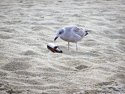 white and grey bird beside the empty bottle thumbnail
