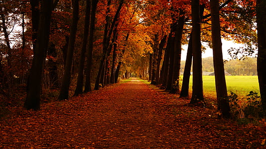 dawn, landscape, nature, forest thumbnail