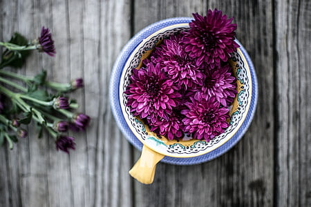 purple Chrysanthemum flower decor thumbnail