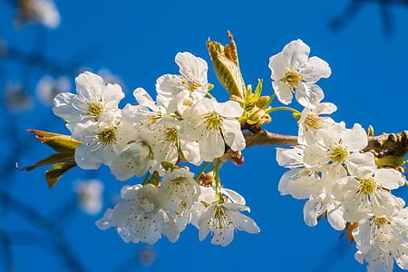 white flower lot thumbnail