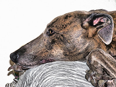 closeup photo of brindle dog lying on gray cloth thumbnail