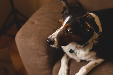selective focus photography of dog lying on sofa thumbnail