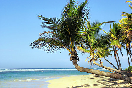 Palm Trees on the Beach in Cuba thumbnail