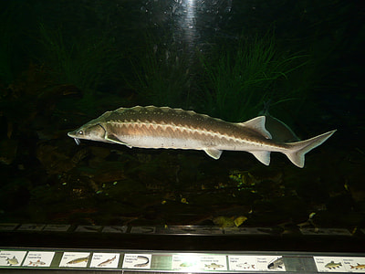 gold freshwater shark thumbnail