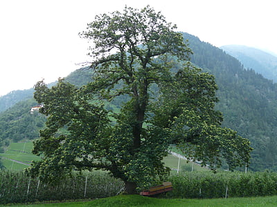 green trees thumbnail
