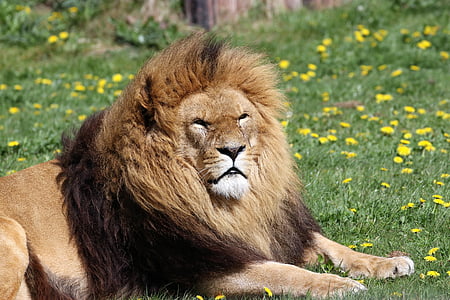 brown lion thumbnail