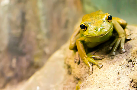 selective focus photography of brown and green frog thumbnail