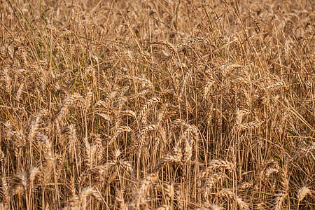 field, dry, countryside, agriculture thumbnail