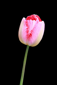 pink tulip flower thumbnail